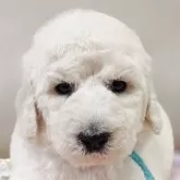 スタンダードプードル