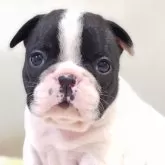 フレンチブルドッグ