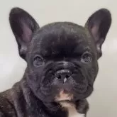 フレンチブルドッグ