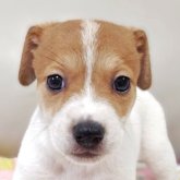 ジャックラッセルテリア