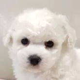 ビションフリーゼ