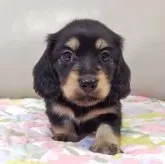 ミニチュアダックスフンド(ロング)【兵庫県・女の子・2025年9月10日・ブラック&イエロー】の写真7