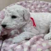 スタンダードプードル【兵庫県・女の子・2024年11月8日・ホワイト】の写真5