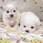 マルチーズ【兵庫県・女の子・2025年10月12日・ホワイト】の写真8「右側が女の子です☆」