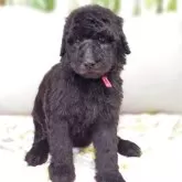 スタンダードプードル【兵庫県・女の子・2025年10月2日・グレー】の写真2