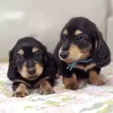 ミニチュアダックスフンド(ロング)【兵庫県・女の子・2025年9月10日・ブラック&イエロー】の写真9