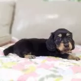 ミニチュアダックスフンド(ロング)【兵庫県・女の子・2025年9月10日・ブラック&イエロー】の写真8