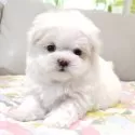 マルチーズ【兵庫県・女の子・2025年10月12日・ホワイト】の写真2