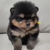 ポメラニアン【兵庫県・女の子・2025年1月21日・ブラック&タン】の写真12