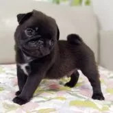 パグ【兵庫県・男の子・2025年5月22日・ブラック】の写真4