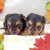 ヨークシャーテリア【兵庫県・女の子・2025年9月30日・スチールブルー&タン】の写真8「向かって右側が女の子です♡」