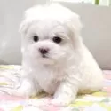 マルチーズ【兵庫県・女の子・2025年10月12日・ホワイト】の写真4