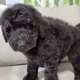 スタンダードプードル【兵庫県・女の子・2024年11月8日・グレー(シルバー)】の写真4