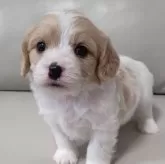 ミックス(キャバリア×ビションフリーゼ)【兵庫県・男の子・2024年11月13日・ブレンハイム】の写真8