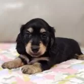 ミニチュアダックスフンド(ロング)【兵庫県・女の子・2025年9月10日・ブラック&イエロー】の写真2