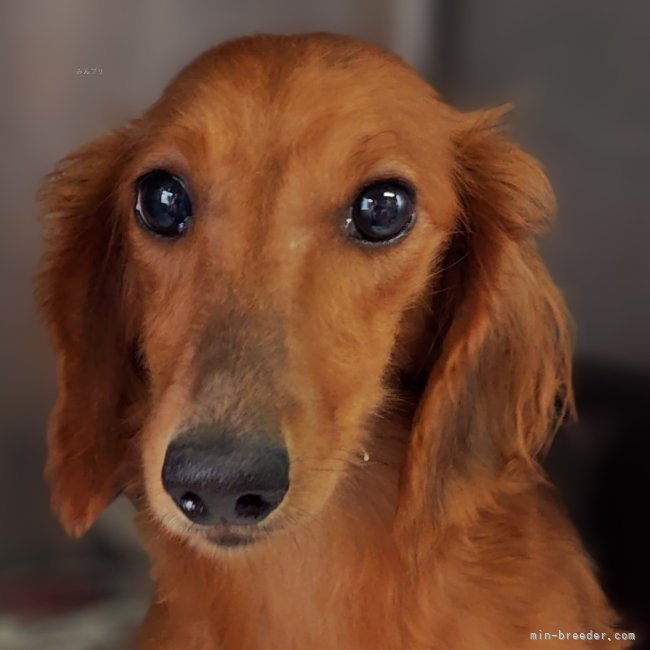 ミニチュアダックスフンド(ロング)【・女の子・2022年10月1日・レッド】