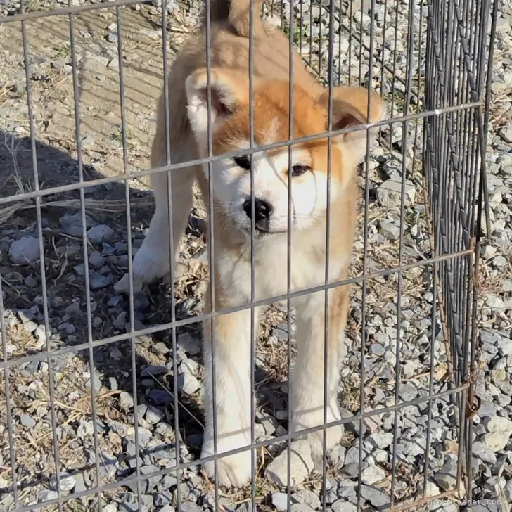 ID：2501-04232の子犬