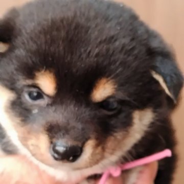 柴犬(豆柴)【岡山県・女の子・2025年1月23日・黒毛で目の上に茶色がある四つ目です。】の写真「女の子らしい優しい顔をしてよく遊びます。」