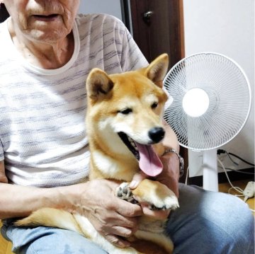 豆柴【岡山県・男の子・2025年1月23日・赤】の写真「色が綺麗で目がとても可愛い。」