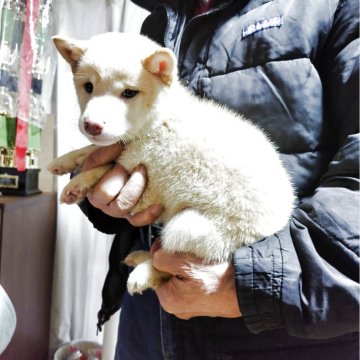 豆柴【岡山県・男の子・2025年8月30日・白毛】の写真「兄弟で一番大きくて1.6kg近あります。元気溌剌。」