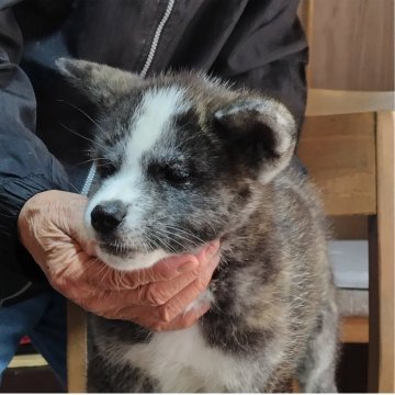 秋田犬【岡山県・女の子・2025年3月8日・虎毛】の写真「可愛い牝です。大人しくて一人遊びが上手。甘えん坊。」