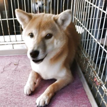 柴犬(豆柴)【岡山県・男の子・2025年1月23日・赤】の写真「人懐っこくて大人しくて可愛いです。」