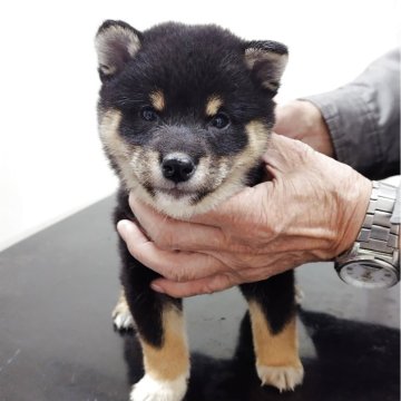 豆柴【岡山県・男の子・2025年9月30日・黒】の写真「四つ目で可愛い顔をしてるけど男の子らしく凛々しい」