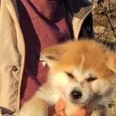 秋田犬【岡山県・女の子・2024年11月10日・赤】の写真1「体重4㌔元気溌剌！兄妹仲良しで食欲旺盛」