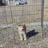 秋田犬【岡山県・男の子・2024年11月10日・赤】の写真2「色は綺麗な赤毛です。とてもハンサムです。」