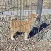 秋田犬【岡山県・男の子・2024年11月10日・赤】の写真3「横から見ました。体形もとても良いです。発育良好です。」