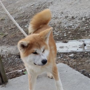 秋田犬【岡山県・男の子・2023年6月16日・赤毛】の写真「仔犬達は全部本当に仲良しで食べて遊んで元気です。」