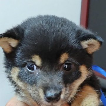 柴犬(豆柴)【岡山県・男の子・2023年10月20日・黒毛】の写真「よく食べよく遊んで、兄妹仲良しです。」