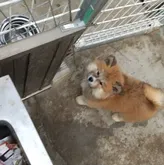 秋田犬【岡山県・男の子・2022年11月3日・赤 長毛】の写真1「兄弟とても良くにています。」