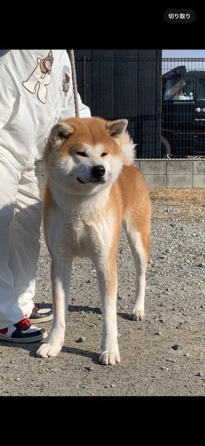 秋田犬【・男の子・2023年6月16日・赤】
