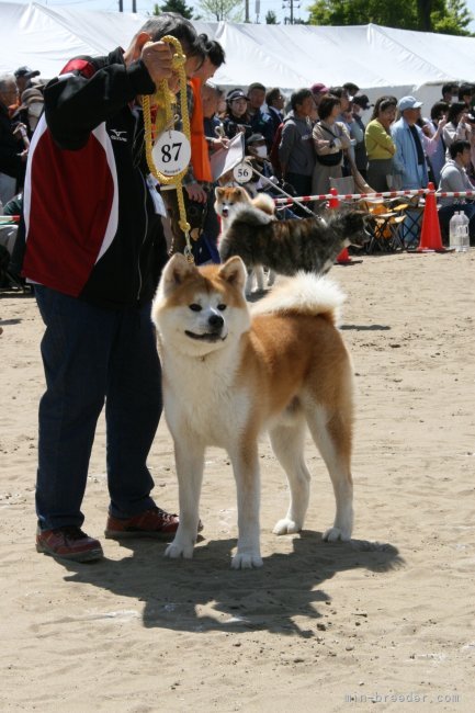 秋田犬【・男の子・2023年2月18日・赤 とても綺麗です】「煌凛号展覧会風景です。父親は名誉章犬の煌琳号です」