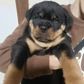 ロットワイラー【神奈川県・男の子・2026年2月5日・ブラックタン】の写真1「体重8kgの3番目に大きい男の子です。おっとりな男の子」