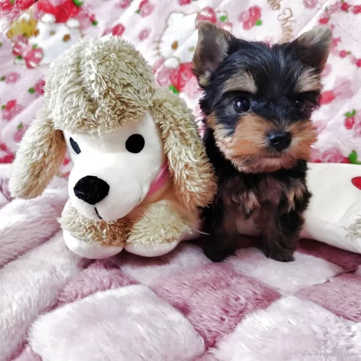 ID：2505-01327の子犬