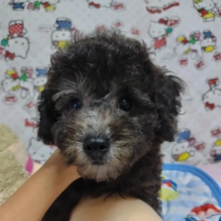 ID：2310-00906の子犬