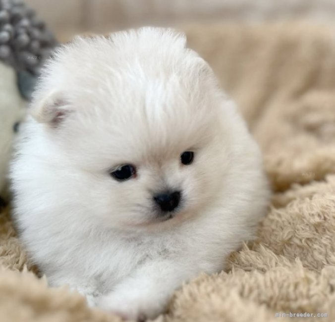元気でかわいい子犬を育てています。｜坪光　英男(つぼみつ　ひでお)ブリーダー(石川県・ポメラニアンなど・JKC登録)の紹介写真1