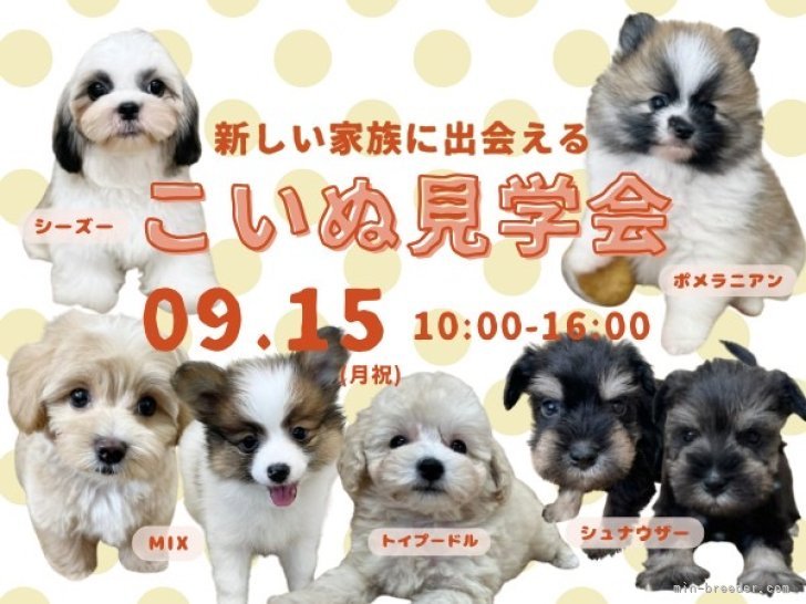 こいぬ見学会開催｜坪光　英男(つぼみつ　ひでお)ブリーダー(石川県・ポメラニアンなど・JKC登録)の紹介写真1