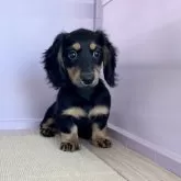 ミニチュアダックスフンド(ロング)【石川県・女の子・2024年11月8日・ブラック&イエロー】の写真9