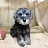 ミニチュアシュナウザー【石川県・男の子・2025年7月20日・ソルト&ペッパー】の写真2