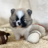 ポメラニアン【石川県・男の子・2025年7月4日・パーティー】の写真6