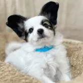 パピヨン【石川県・男の子・2024年12月19日・ホワイト&ブラウン】の写真4