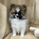 ポメラニアン【石川県・男の子・2025年7月4日・パーティー】の写真3