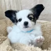 パピヨン【石川県・男の子・2024年12月19日・ホワイト&ブラウン】の写真6