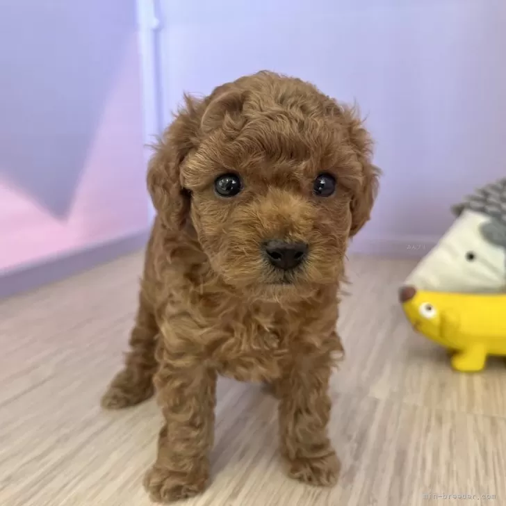 ID：2411-00994の子犬