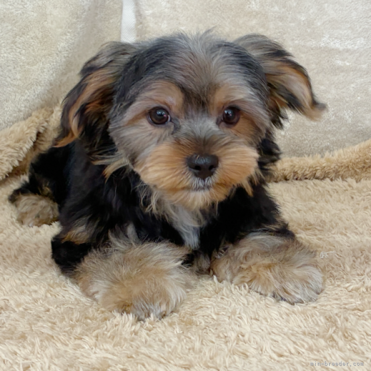 ブリーダー画像