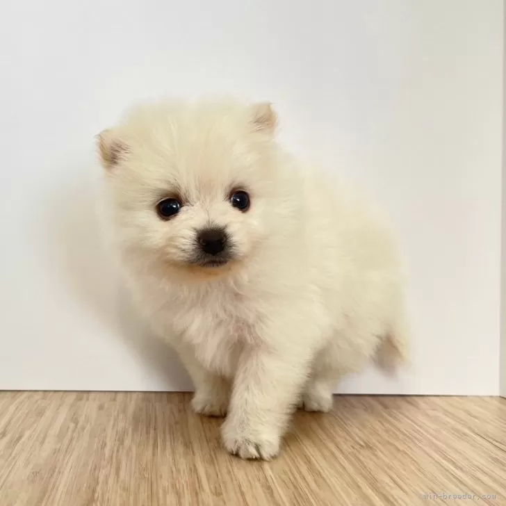 ID：2411-04239の子犬