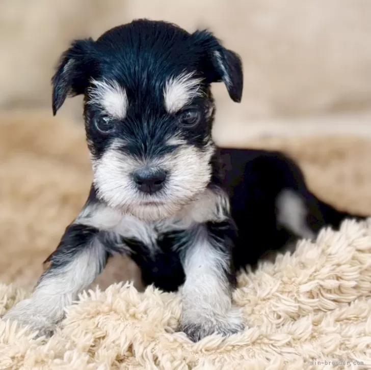 Y.M 様のお迎えした子犬
